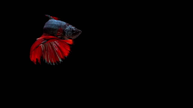 Super-lenta-de-rojo-pez-luchador-de-Siam-(Betta-splendens),-bien-conocido-nombre-es-Plakat-tailandés