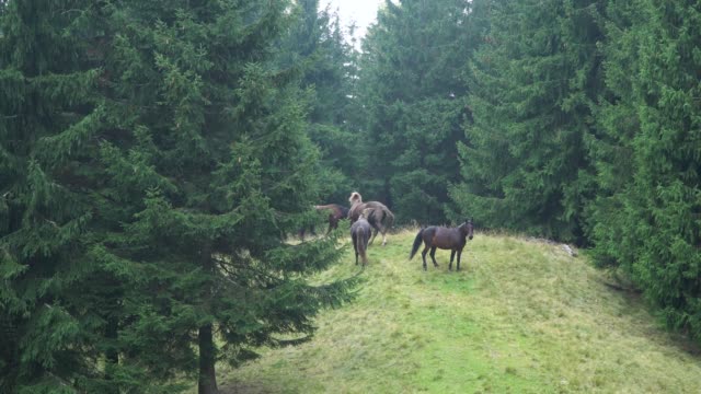 Horses-at-the-edge-of-the-forest