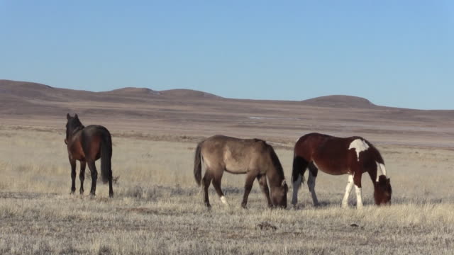 Wild-Horses-in-the-Utah-Desert