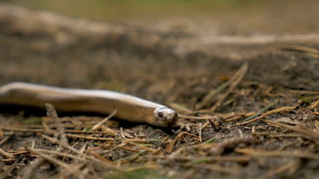 Limbless-lizard-look-like-a-snake.-Slowmotion-180-fps-close-up-shot