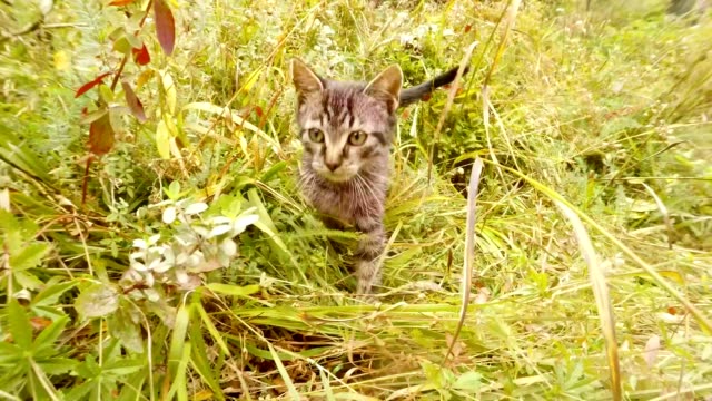 gray-little-wild-cat-walks-in-the-grass-in-the-forest,-close-up