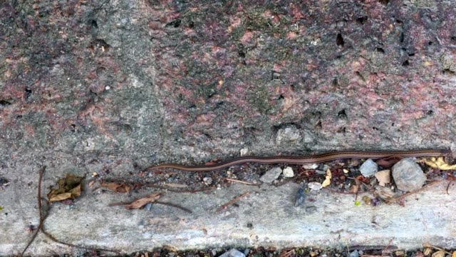 Oligodon-Taeniatus-snake