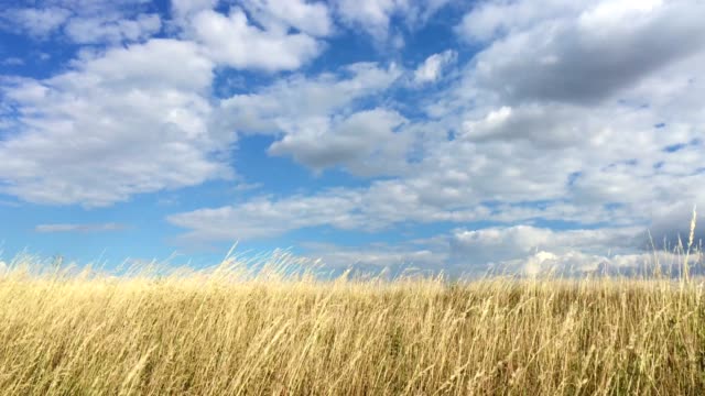 Wheat-field-in-sunny-day