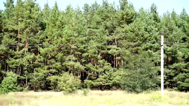 Pine-wood.