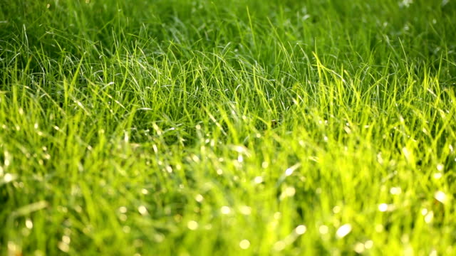 Beautiful-low-field-grass,-long-macro-defocused-shot,-green-plant-blowing-on-the-wind-with-depth-of-field,-spring-meadow,-with-the-sun-shining.-Perfect-for-film,-digital-composition,-background