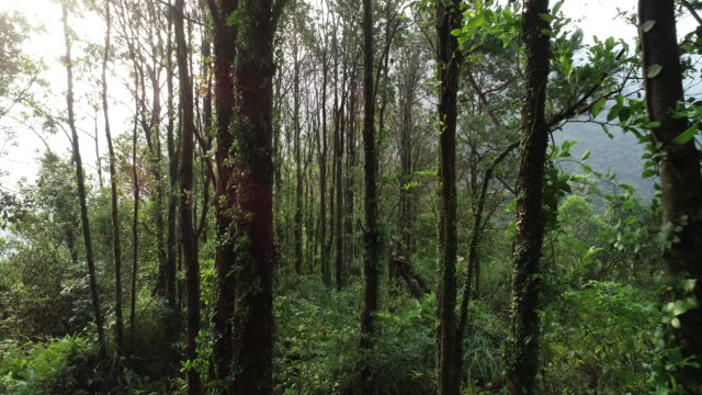 Vista-aérea-de-través-por-el-sendero-en-el-bosque-tropical-de-la-mañana