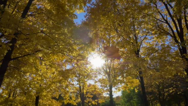Fallende-Blätter-und-gelbe-Ahornbäume-im-Herbst-Park-am-sonnigen-Tag