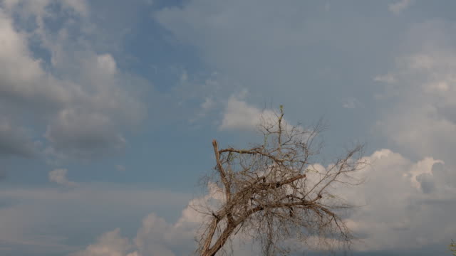 Dead-dry-tree-with-beautiful-Mountains-and-clouds