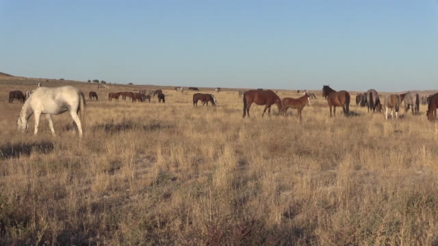 Herde-von-Wildpferden-in-Utah