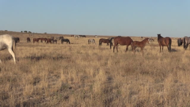 Manada-de-caballos-salvajes-en-Utah