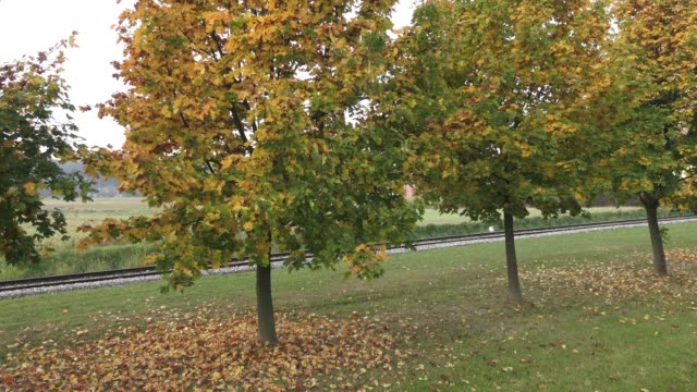 Árboles-en-otoño.-Árboles-de-otoño-y-las-hojas.-Ferrocarril-en-el-parque.