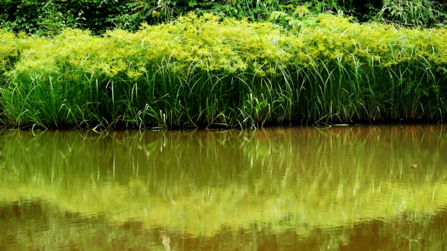 Friedlichen-grünen-Teich