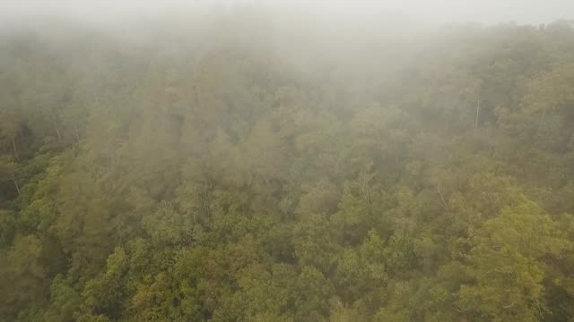 Rainforest-in-cloud,-Bali,Indonesia