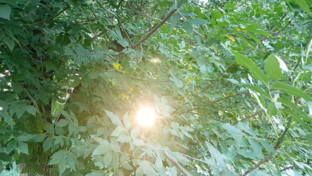 Die-Sonne-scheint-durch-die-grünen-Blätter-des-Baumes