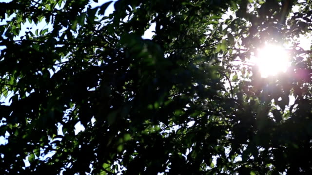 El-sol-brilla-a-través-de-las-hojas-verdes-del-árbol