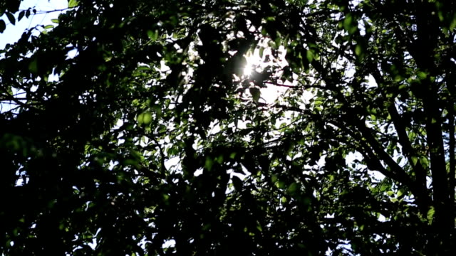 El-sol-brilla-a-través-de-las-hojas-verdes-del-árbol