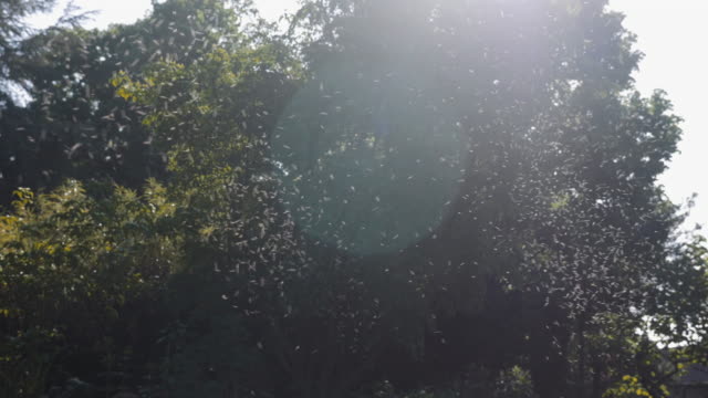 Pollen-fliegen-im-Sommer-und-grünen-Baum-Hintergrund