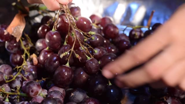 Trauben-nach-Hause-Wein-Obstverarbeitung-Obst-vom-Stamm-entfernen