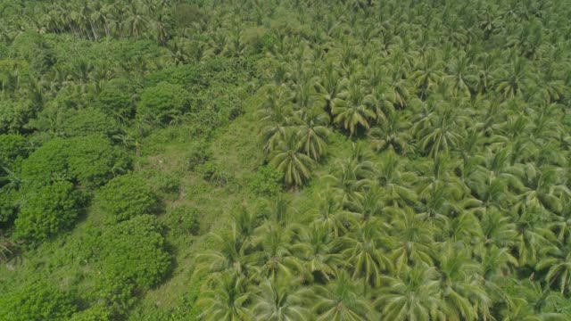 Tropical-landscape-with-palm-trees.-Philippines,-Luzon