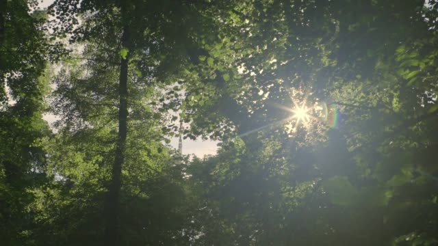 Forest-trees-sun-flare-slow-motion