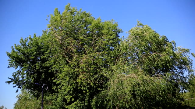 die-Äste-eines-Baumes-mit-grünen-Blättern-in-einem-sonnigen-Tag-wiegen-sich-im-Wind-gegen-den-blauen-Himmel.-Umgebung