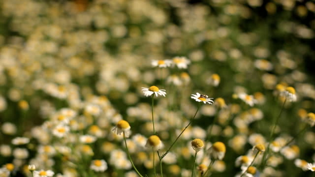 campo-de-flores-de-primer-plano-de-margaritas.