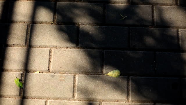 shade-from-the-swaying-branches-of-the-tree,-on-the-paving-slabs.