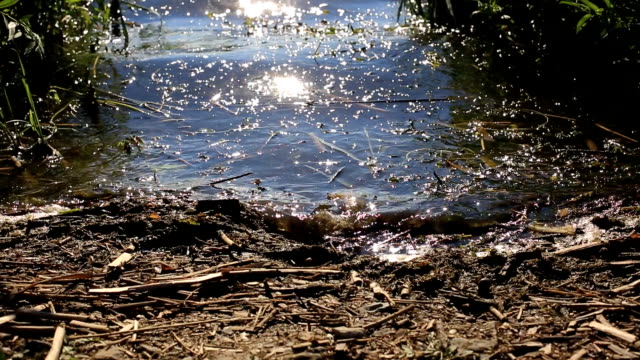 the-glare-of-the-sun-on-forest-lake.