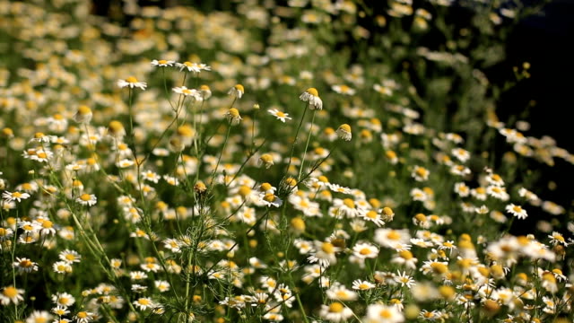 field-of-flowers-of-daisies-close-up.