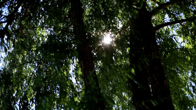 el-sol-brilla-a-través-de-las-hojas-de-los-árboles.