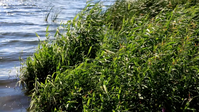 green-branches-of-reeds,-which-grows-on-a-forest-lake-swaying-from-the-strong-wind-on-a-summer-day.