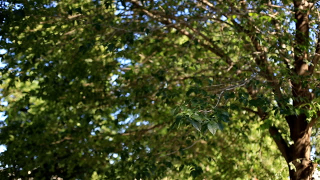 las-ramas-de-un-árbol-con-hojas-verdes-en-un-día-soleado-se-sacuden-en-el-viento-contra-el-cielo-azul.-medio-ambiente
