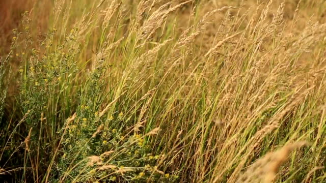 diferentes-hierbas-silvestres-meciéndose-en-el-campo-en-una-noche-de-verano-al-atardecer.