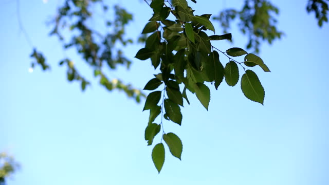 die-Äste-eines-Baumes-mit-grünen-Blättern-in-einem-sonnigen-Tag-wiegen-sich-im-Wind-gegen-den-blauen-Himmel.-Umgebung