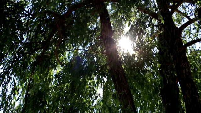 the-sun-shines-through-the-green-leaves-of-the-trees.