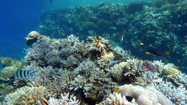 Coral-Reef,-tropischen-Fischen.-Warmen-Ozean-und-klares-Wasser.-Unterwasser-Welt.