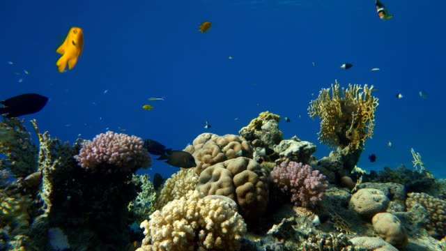 Buceo.-Peces-tropicales-y-arrecife-de-coral.-Vida-submarina-en-el-océano.