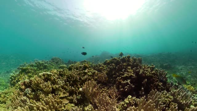 Korallenriffen-und-tropischen-Fischen