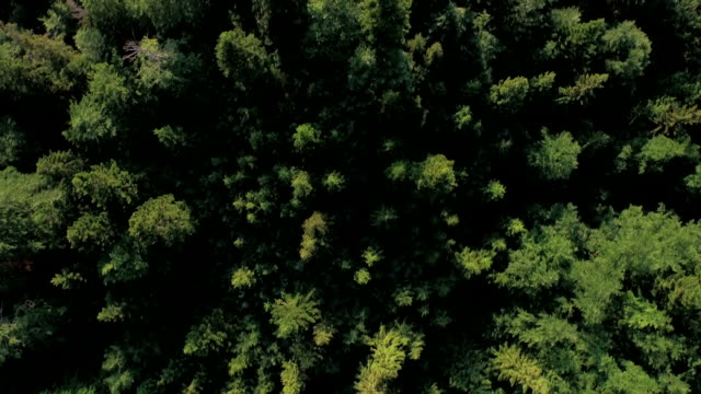Aerial-top-view-of-a-green-forest