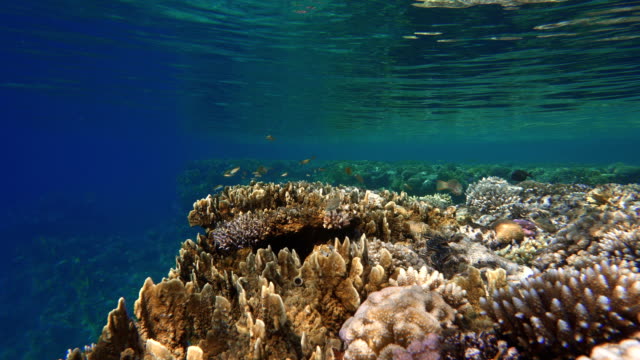 Arrecife-de-coral,-peces-tropicales.-Cálidas-del-océano-y-agua-clara.-Mundo-submarino.