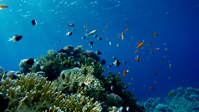 Videodreh-in-geringer-Tiefe.-Die-Korallen-und-tropischen-Fischen.