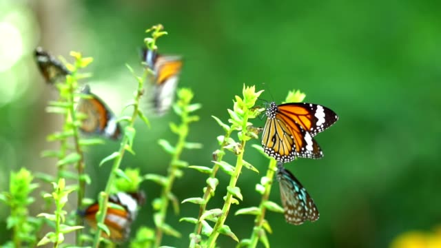 Schmetterling-im-tropischen-Regenwald