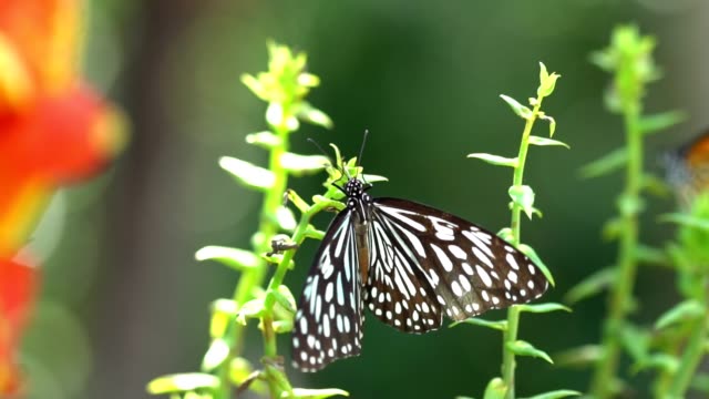 Schmetterling-im-tropischen-Regenwald