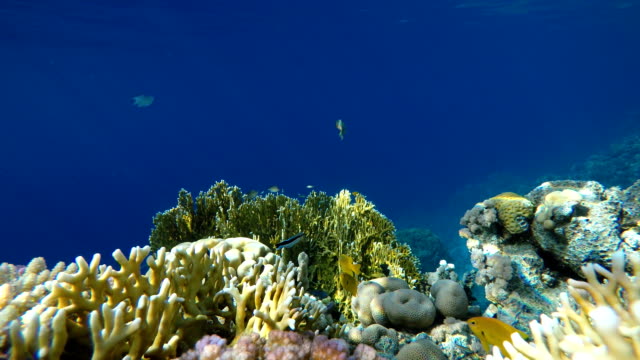 The-marine-life-of-tropical-fish.-Coral-reef.-Tropical-sea-and-coral-reef.