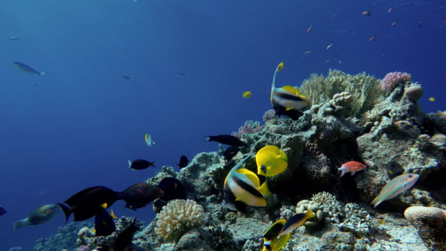 Die-wunderbare-Welt-eines-Korallenriffs.-Schöne-Korallen-Blumen-und-tropischen-Fischen.