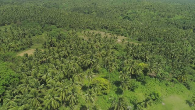 Paisaje-tropical-con-palmeras.-Filipinas,-Luzon