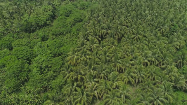 Paisaje-tropical-con-palmeras.-Filipinas,-Luzon