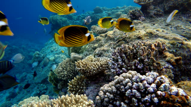 Life-in-the-ocean.-Tropical-fish-and-coral-reefs.-Beautiful-corals.