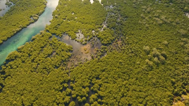 Mangrovenwald-in-Asien