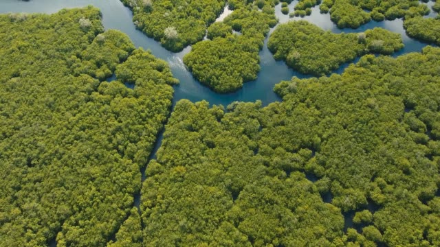 Bosque-de-manglar-en-Asia
